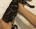 Кошки в Ливны: Бенгальский котик, 25 000 руб. - фото 2