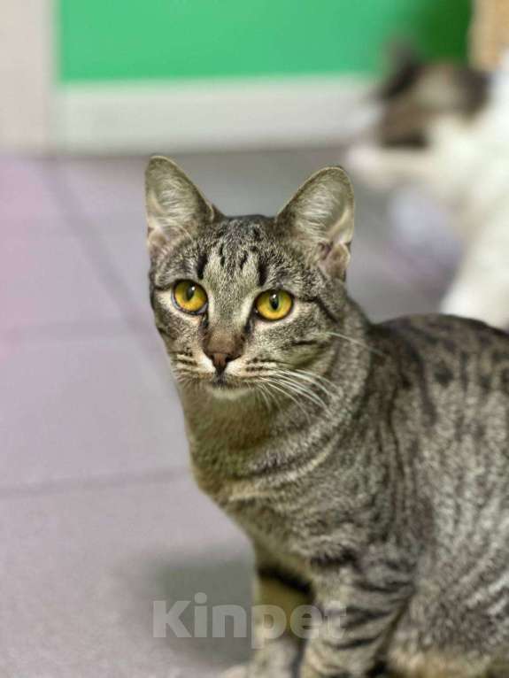 Кошки в Москве: Игривая кошечка с медовыми глазами ищет лучший дом Девочка, Бесплатно - фото 6