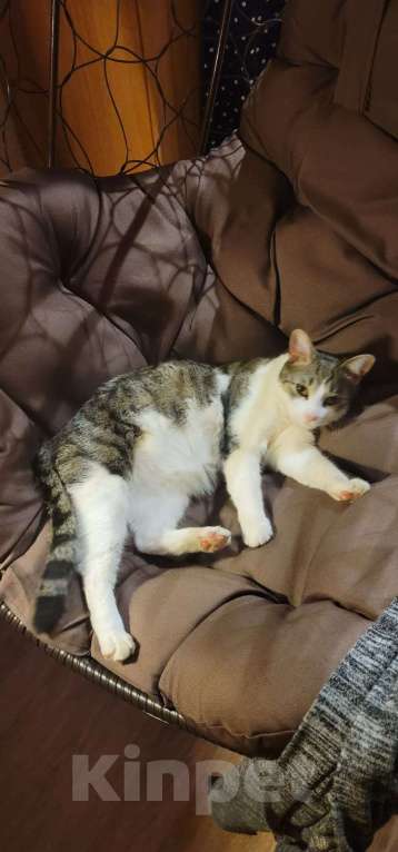 Кошки в Высоковске: Потерялся кот в д. Масюгино  Мальчик, 1 000 руб. - фото 2