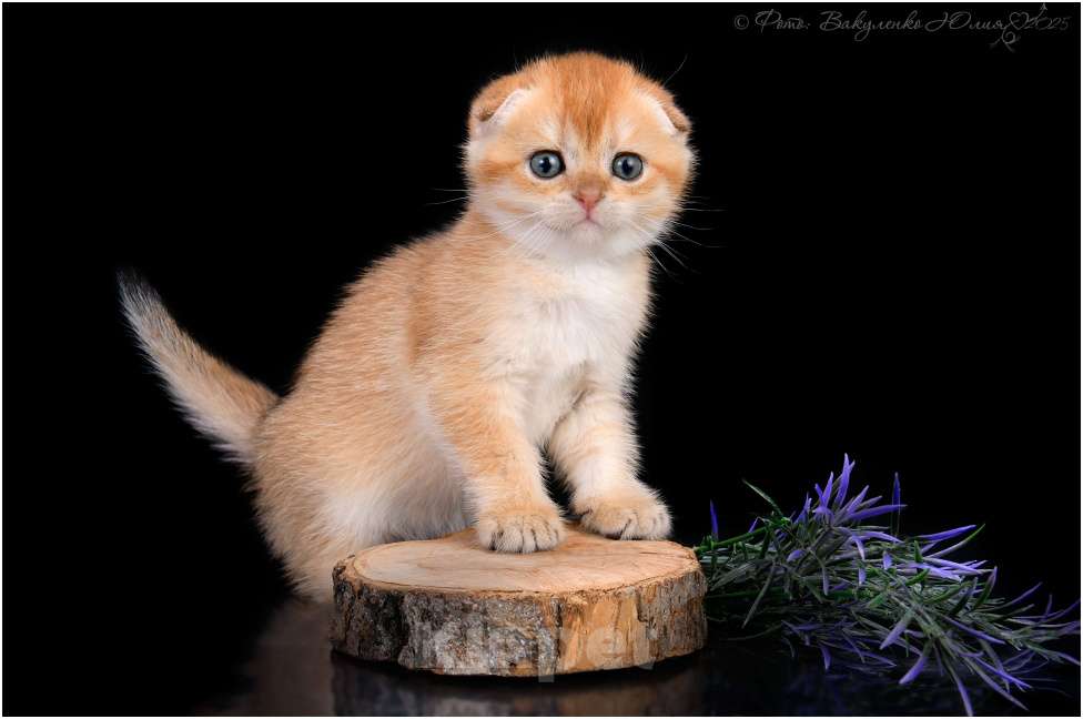 Кошки в Геленджике: Шотландская вислоухая кошка золотая шиншилла Девочка, 75 000 руб. - фото 4
