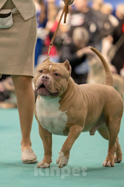 Собаки в Москве: Американский булли вязка Мальчик, 100 000 руб. - фото 4
