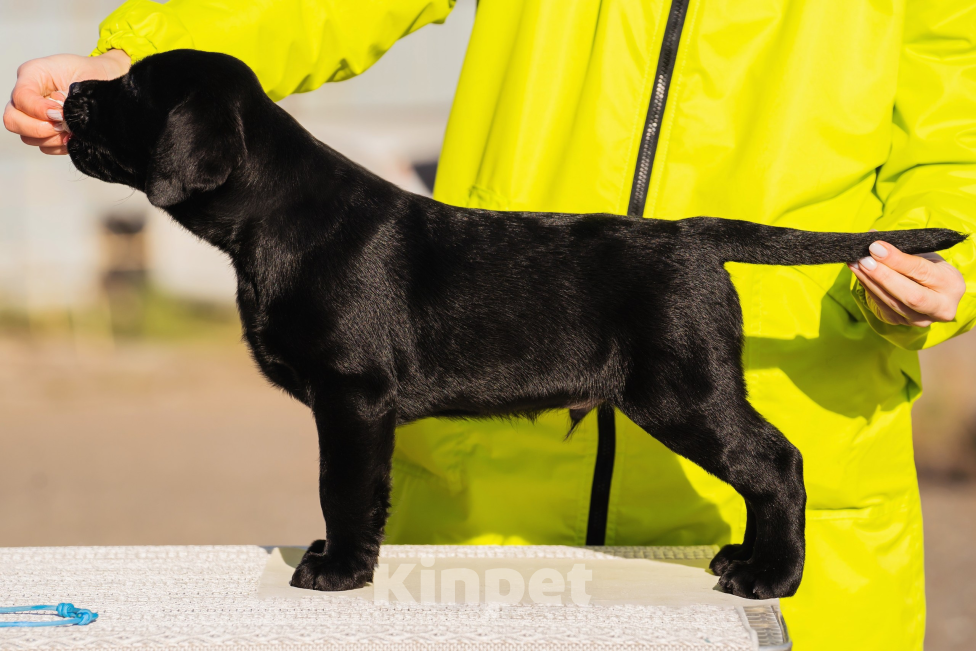 Собаки в Красноярске: Лабрадор ретривер щенки  Мальчик, Бесплатно - фото 1