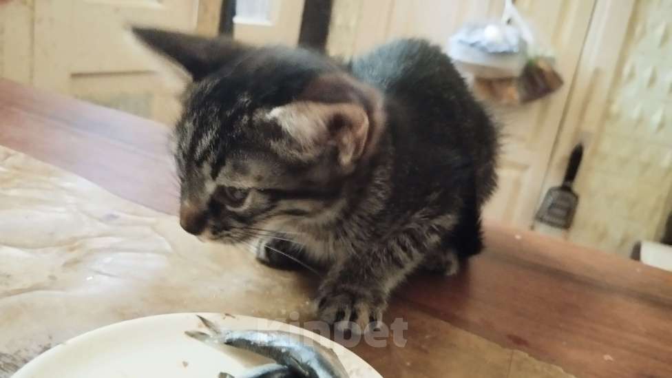 Кошки в Симферополе: Отдаю котят в хорошие руки Мальчик, Бесплатно - фото 2