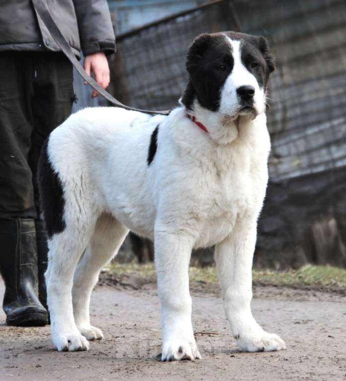 Собаки в Санкт-Петербурге: Щенки Алабая Мальчик, Бесплатно - фото 3