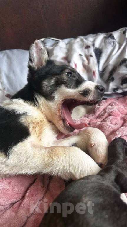 Собаки в Королеве: Друзья, мы ищем дом малышке Дженни! Девочка, Бесплатно - фото 2