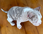 Собаки в Лыткарино: AMERICAN BULLY   девочка Девочка, 65 000 руб. - фото 7