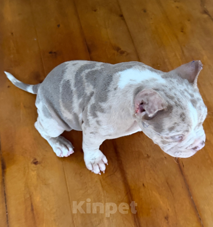 Собаки в Лыткарино: AMERICAN BULLY   девочка Девочка, 65 000 руб. - фото 7