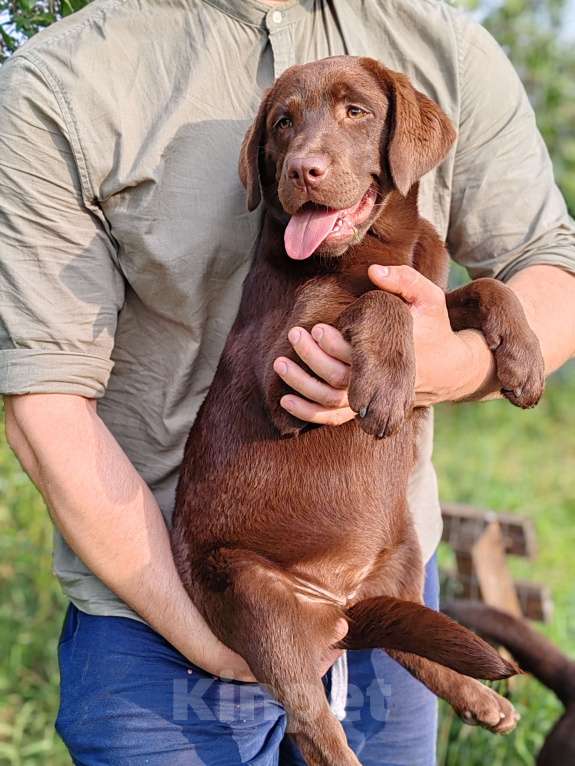 Собаки в Москве: Шоколадные щенки лабрадора РКФ питомник Мальчик, 40 000 руб. - фото 2