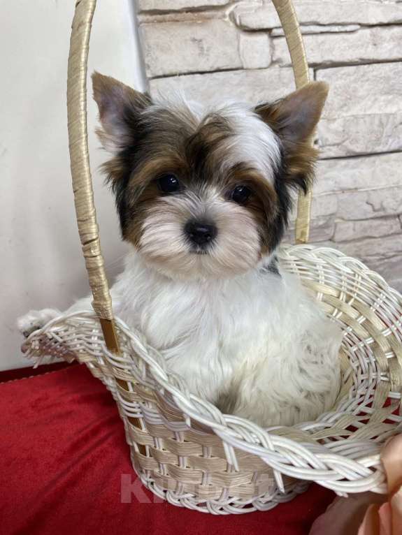 Собаки в Москве: Бивер мальчик РКФ Мальчик, 75 000 руб. - фото 3