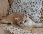 Кошки в Махачкале: Золотой мальчик  Мальчик, 35 000 руб. - фото 5