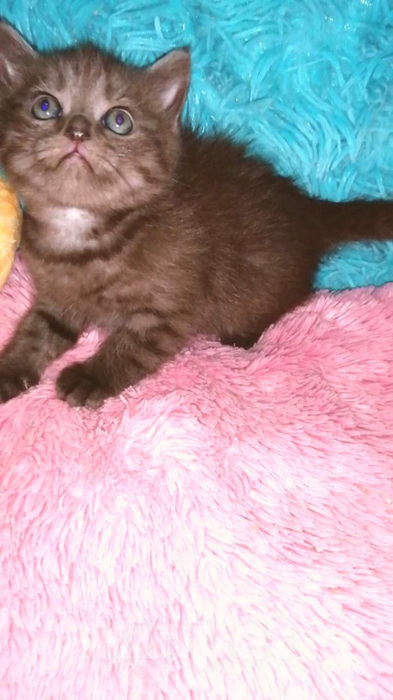 Кошки в Москве: Шотландские котята страйт  Мальчик, 8 000 руб. - фото 1