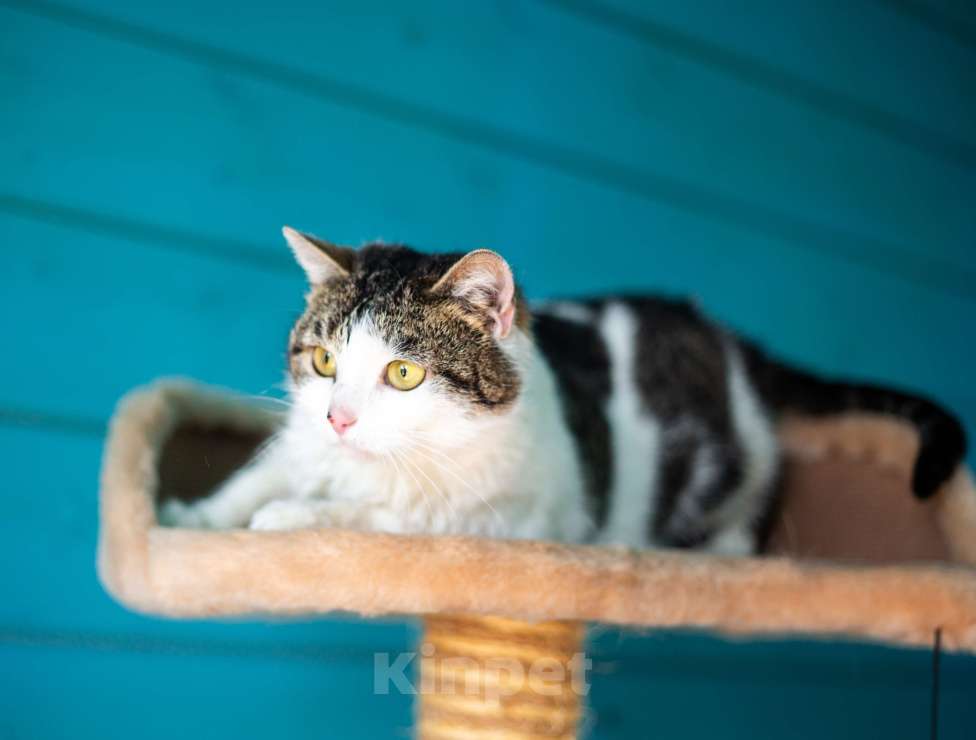 Кошки в Москве: Кошка в добрые руки Девочка, Бесплатно - фото 3