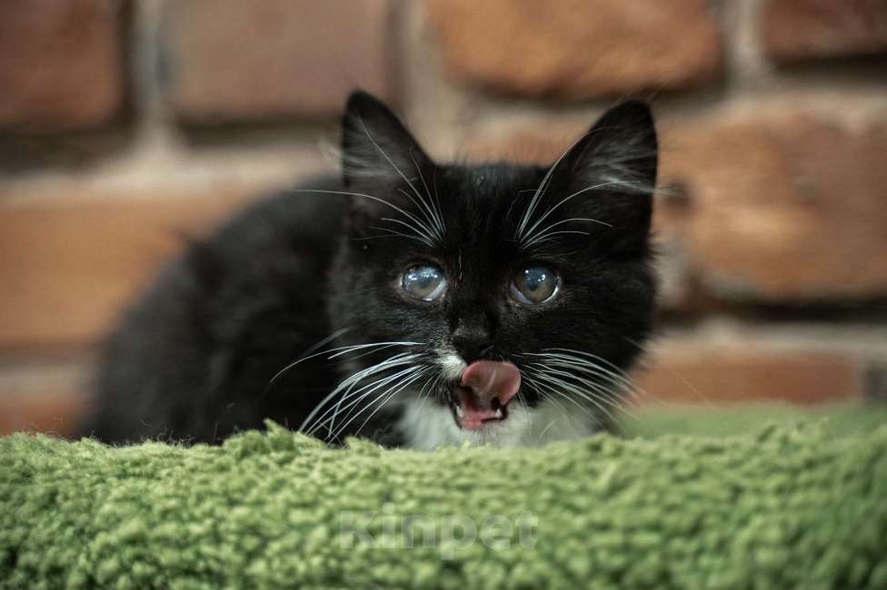 Кошки в Санкт-Петербурге: Котенок ищет друга Мальчик, Бесплатно - фото 1