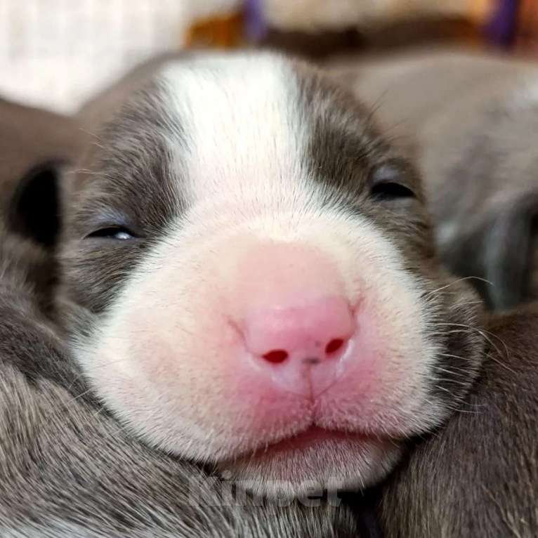 Собаки в Липецке: Голубые щенки амстафф Мальчик, 70 000 руб. - фото 10