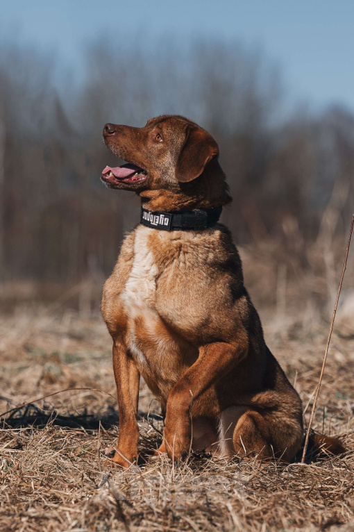 Собаки в Москве: Шоколадный мальчик в добрые руки! Мальчик, Бесплатно - фото 5