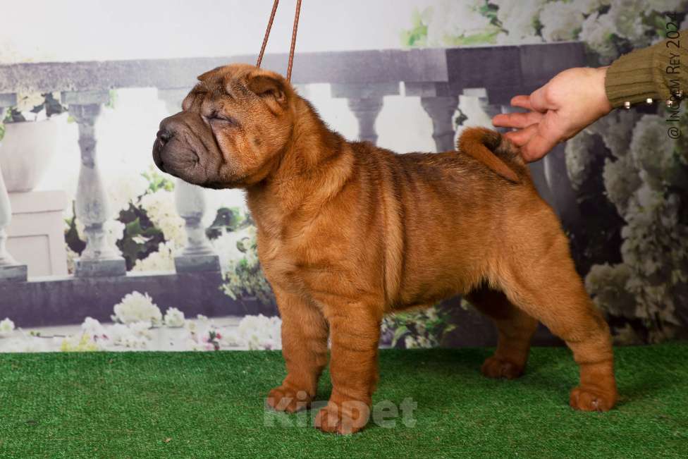 Собаки в Москве: Махагоновая шарпей Девочка, 40 000 руб. - фото 5