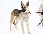 Собаки в Балашихе: Красивая светленька почти овчарка 1 г. из приюта Девочка, Бесплатно - фото 6