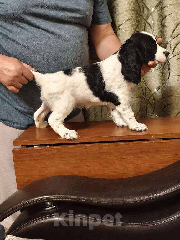 Собаки в Нижнем Новгороде: Щенок русского охотничьего спаниеля Девочка, 25 000 руб. - фото 2