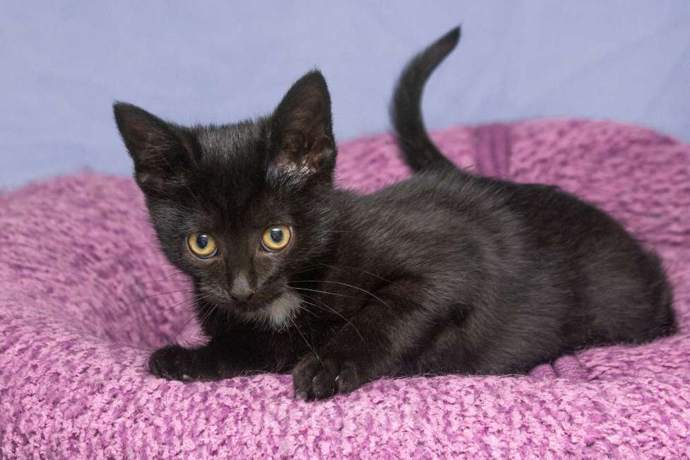 Кошки в Москве: Мудрая и игривая одновременно. Котенок Багги Девочка, Бесплатно - фото 2