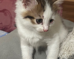 Кошки в Воронеже: Котенок Девочка, 500 руб. - фото 5