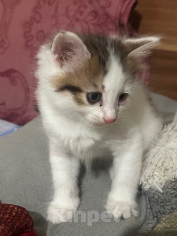 Кошки в Воронеже: Котенок Девочка, 500 руб. - фото 5