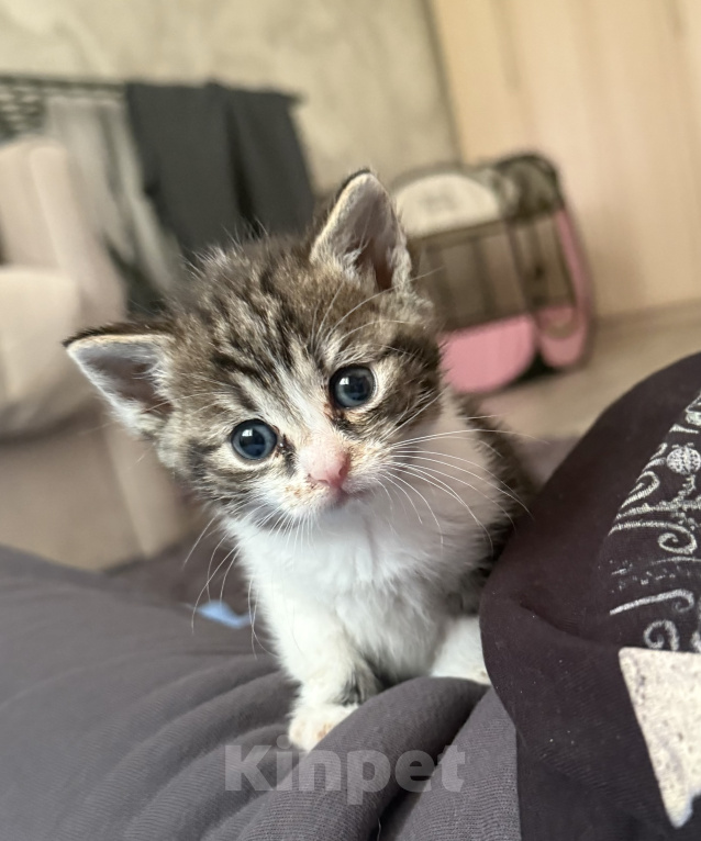 Кошки в Москве: Котята в добрые руки Девочка, Бесплатно - фото 1
