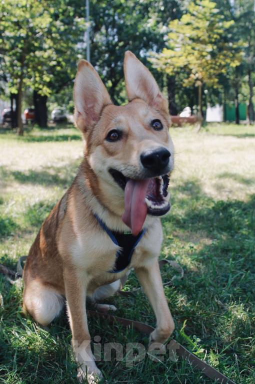 Собаки в Москве: Рыжее солнышко Иванка ищет дом Девочка, Бесплатно - фото 3