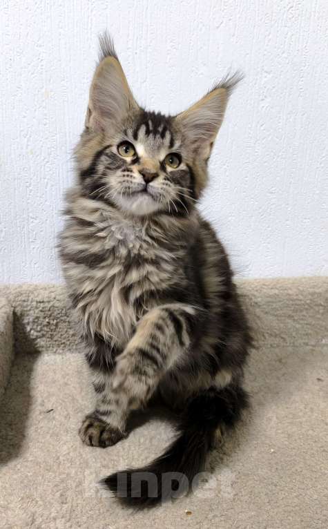 Кошки в Санкт-Петербурге: Кот мейн-кун Мальчик, 65 000 руб. - фото 2