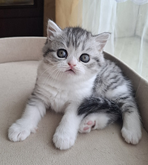 Шотландская короткошёрстная девочка