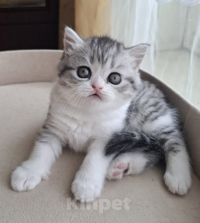 Кошки в Ярославле: Шотландская короткошёрстная девочка Девочка, 30 000 руб. - фото 1
