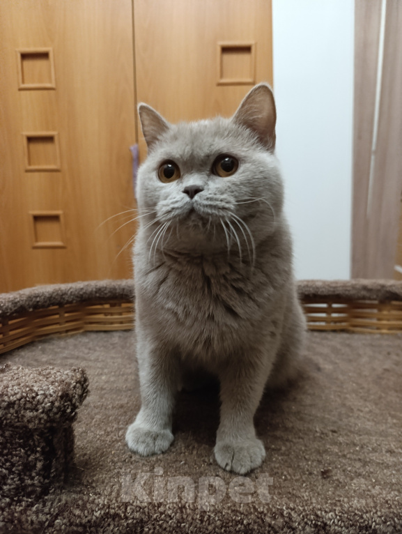 Кошки в Санкт-Петербурге: Молодая британская лиловая девочка Девочка, 10 000 руб. - фото 5