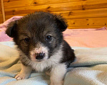 Собаки в Раменском: Щенок лайки Мальчик, 3 000 руб. - фото 2