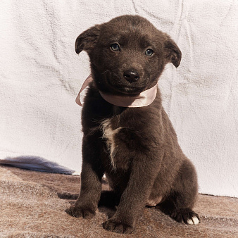 Щенки 1,5-2 месяца в добрые руки