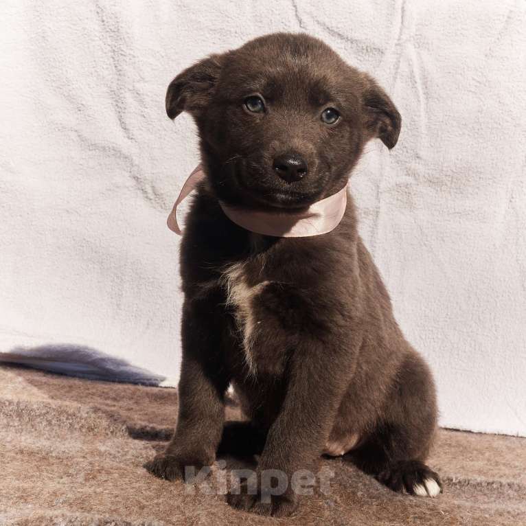 Собаки в других городах Московской области: Щенки 1,5-2 месяца в добрые руки Девочка, Бесплатно - фото 1