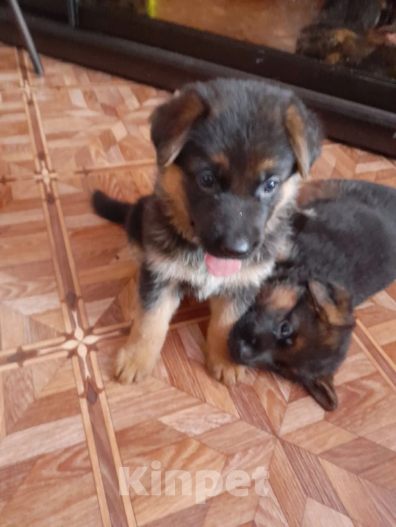 Собаки в Нижнем Новгороде: Щенки немецкой овчарки Девочка, Бесплатно - фото 3