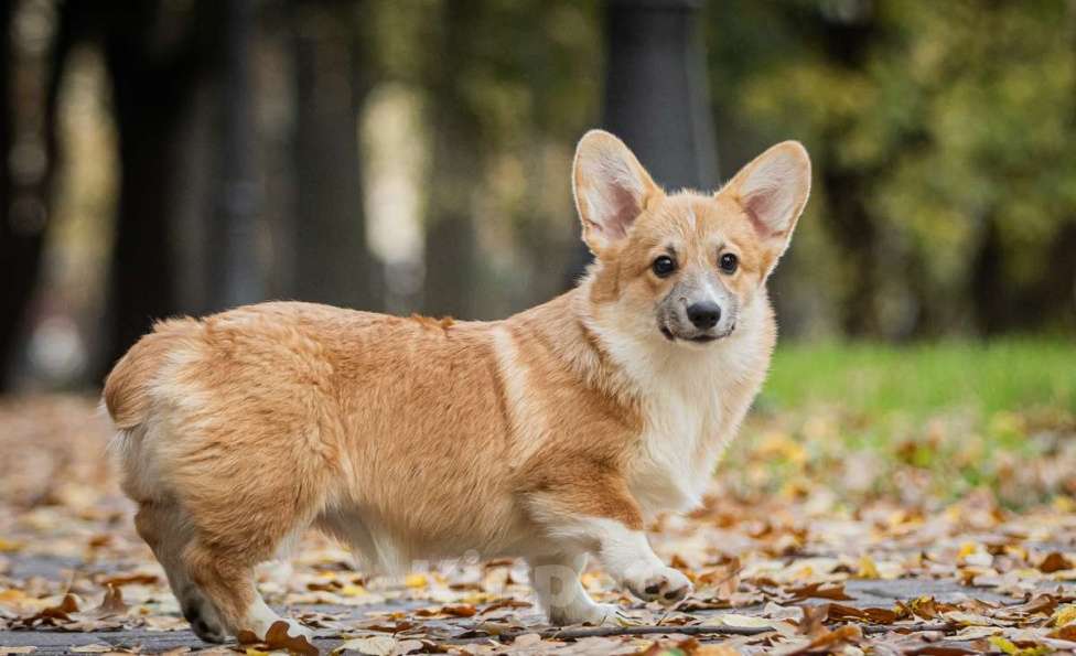 Собаки в Москве: Вельш корги пемброк, девочка Девочка, 70 000 руб. - фото 3