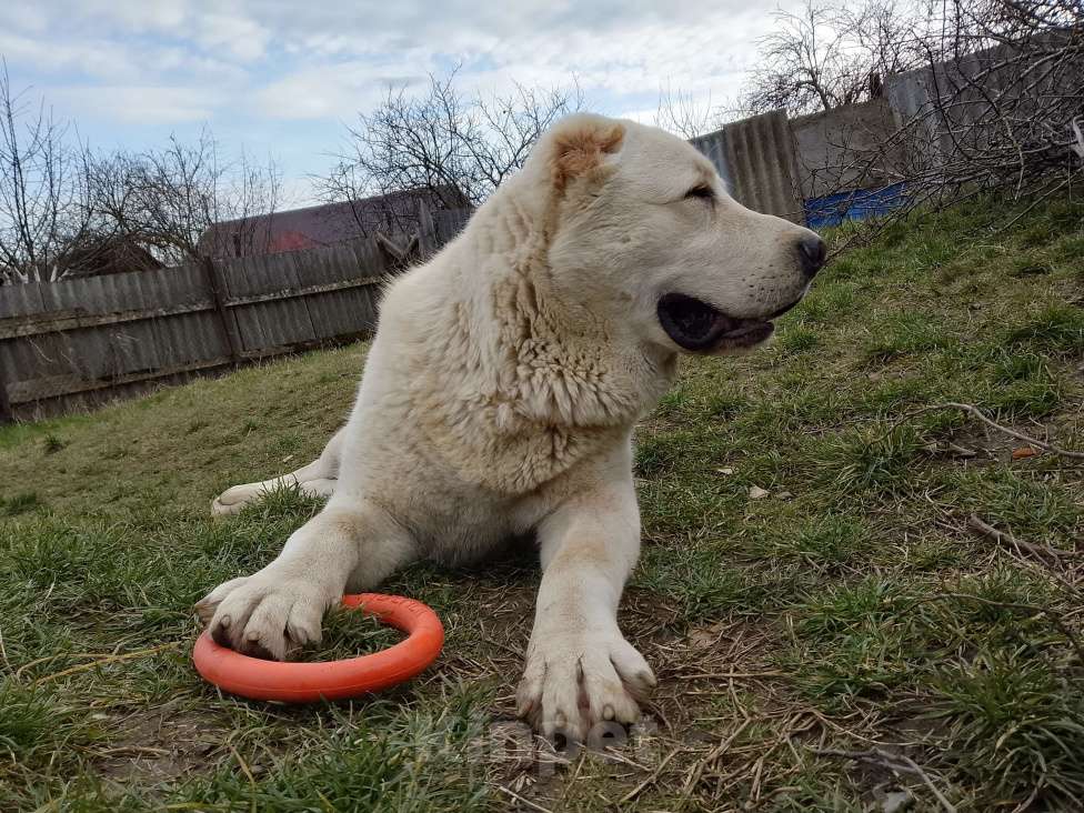 Собаки в других городах Краснодарского края: Алабай (САО) Мальчик, Бесплатно - фото 5