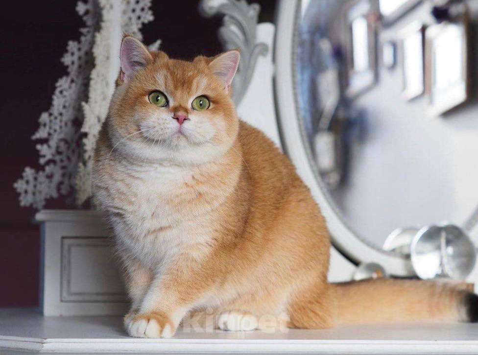 Кошки в Москве: Очаровательная британская кошечка Девочка, 25 000 руб. - фото 1