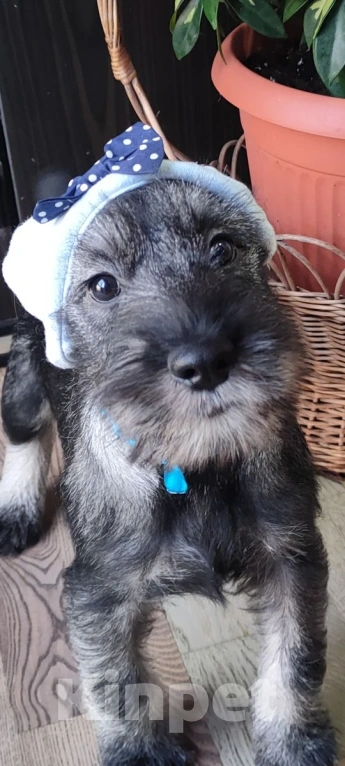 Собаки в других городах Омской области: Щенок миттельшнауцера Ярополк Мальчик, 45 руб. - фото 3