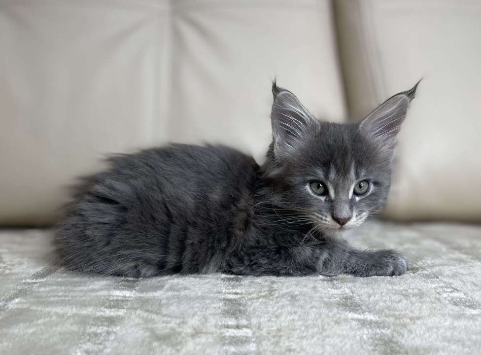 Кошки в Москве: Котята мейн-кун / 2 меяца Девочка, 79 990 руб. - фото 5