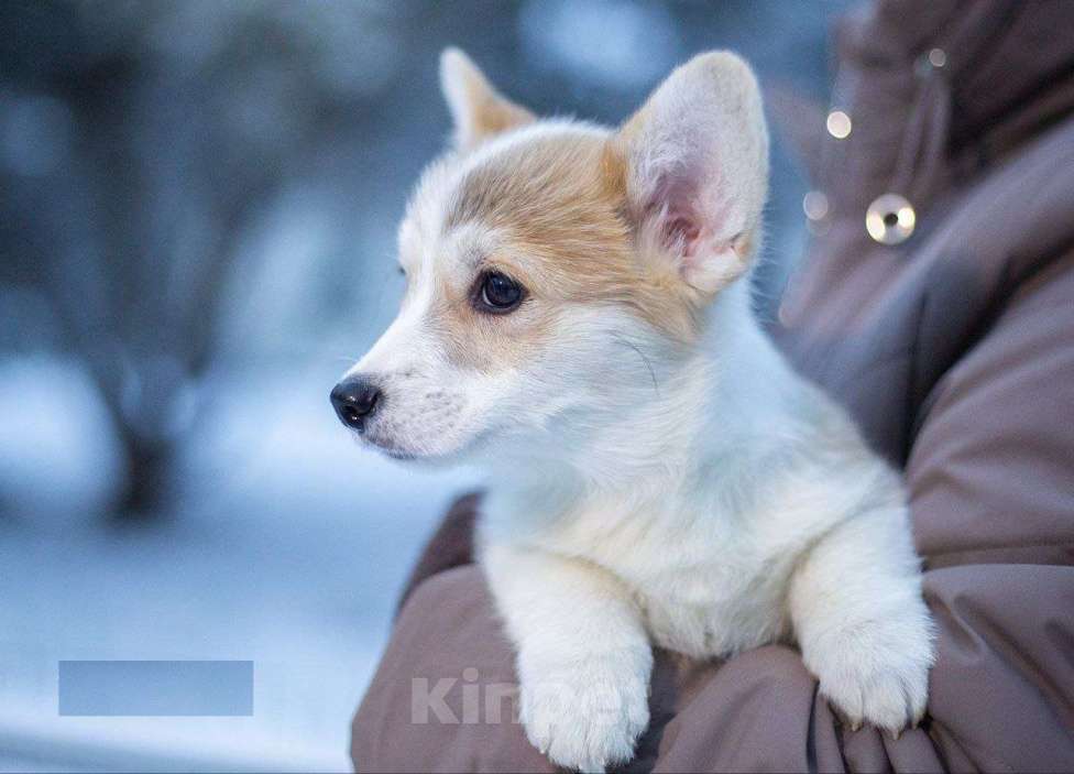 Собаки в Донецке: Щенок вельш корги пемброк питомник породы TelmanHaus Мальчик, 75 000 руб. - фото 2