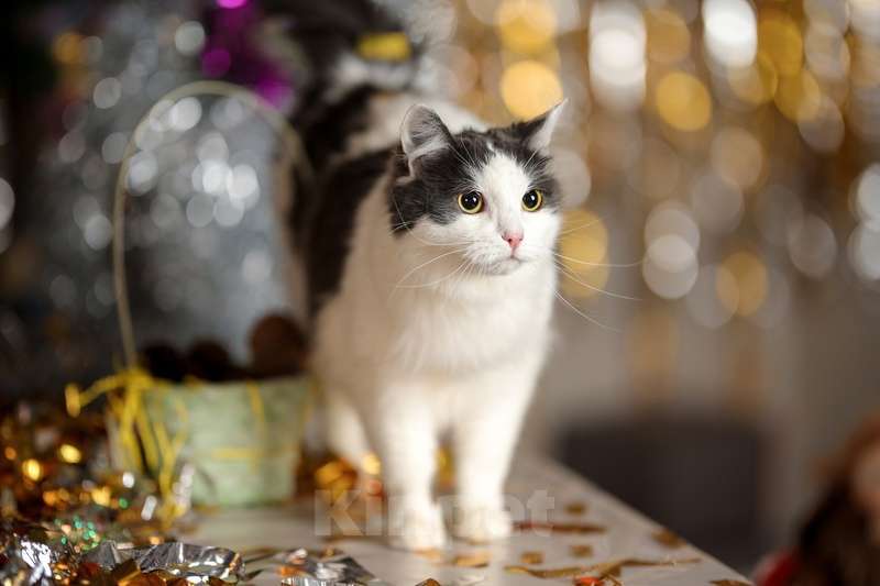 Кошки в Москве: Сибирский молодой ласковый кот Пушок в добрые руки Мальчик, Бесплатно - фото 4