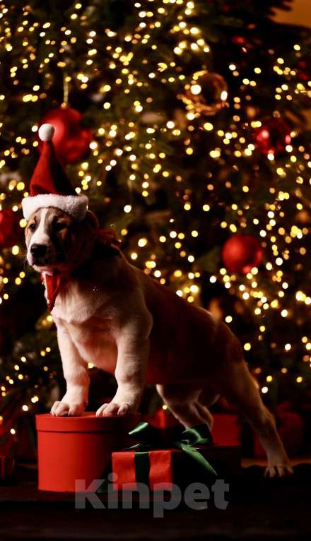 Собаки в Москве: Алабай шикарная сука щенок  Девочка, Бесплатно - фото 2