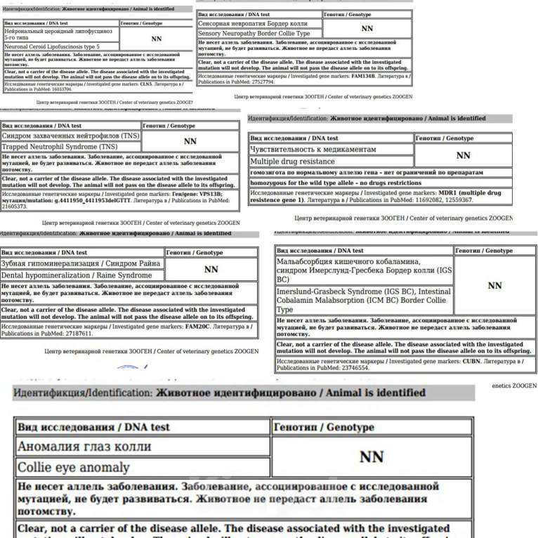 Собаки в Москве: Кобель 3 года РКФ документы. Продажа. Мальчик, Бесплатно - фото 4