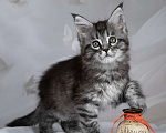 Кошки в Москве: Аврора - сама нежность Девочка, 130 000 руб. - фото 5