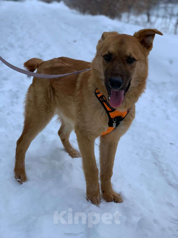 Собаки в Москве: Рыжее солнышко Мальчик, Бесплатно - фото 5