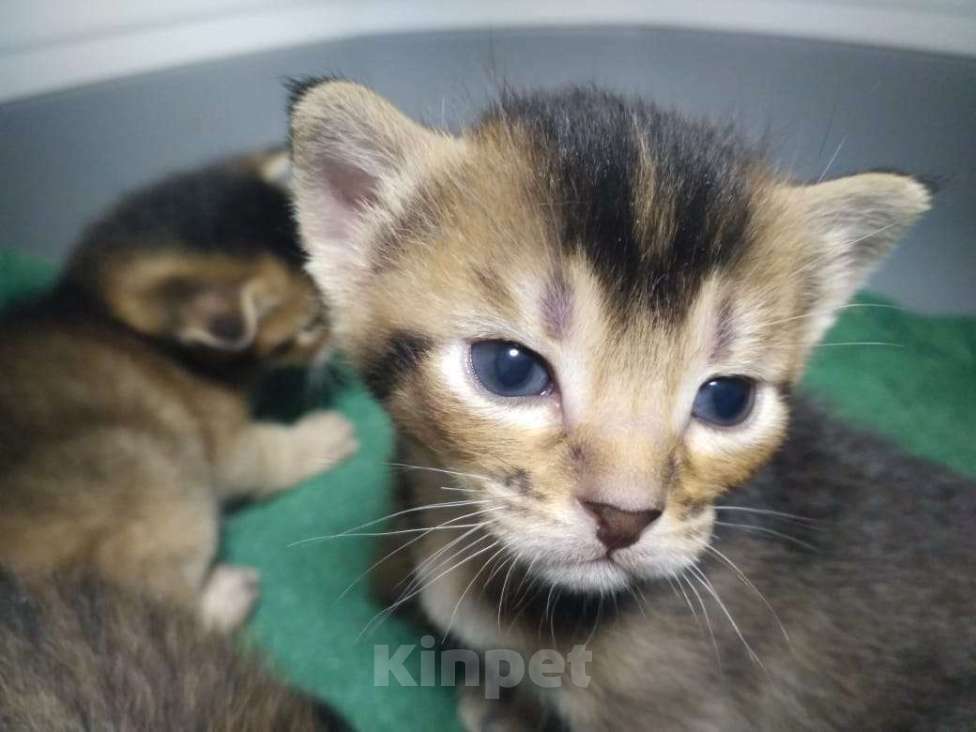 Кошки в других городах Московской области: Котята Чаузи, домашние тигриные львы Мальчик, 20 000 руб. - фото 1