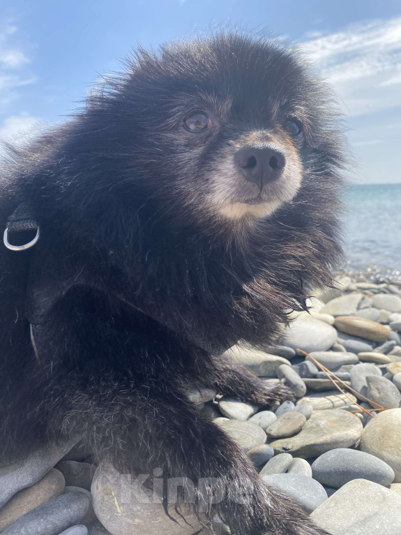 Собаки в других городах Краснодарского края: Мишка в заботливые руки Мальчик, Бесплатно - фото 2