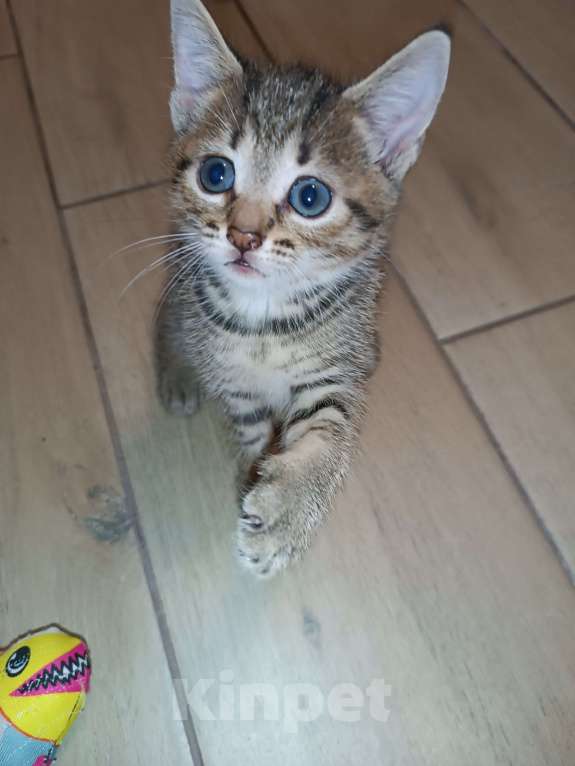 Кошки в Ярославле: ДЖЕССИ КРЫСОЛОВКА Девочка, 500 руб. - фото 2