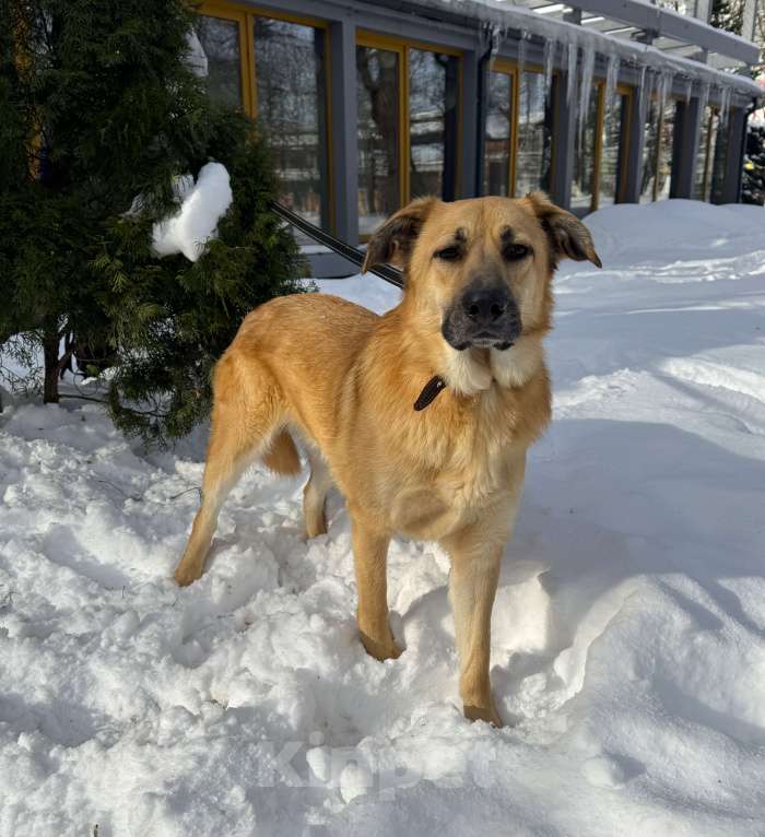 Собаки в Москве: Собака бесплатно в Москве Мальчик, Бесплатно - фото 3